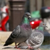 Le pigeon parisien