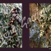 Olivier Fleur & Arbre