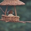 Oiseaux du jardin en hiver