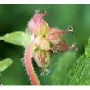 Perles de pluie