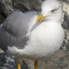 Mouette