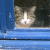 Chat à la fenêtre bleue
