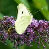L'abeille, le papillon et le buddleia