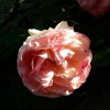 Rose (1)