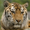 Le tigre
