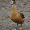 Les canards sont de sortie (4)