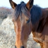 le cheval