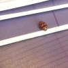 Une coccinelle fait-elle le printemps ?