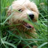 portrait de Broc