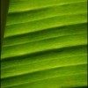 feuille de bananier!