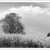 Champ de colza