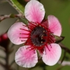 Fleur du leptospermum scoparium