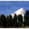 Le ciel et les arbres