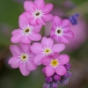 Myosotis rose