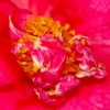 Le cœur de la fleur du camélia