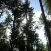 Forêt de sapins 2