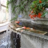 Fontaine fleurie à Argenton