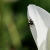 Araignée du midi, araignée du midi...