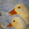 Bébé cygne du Jardin Lecoq