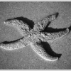 etoile de mer !