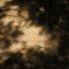 Les petites fleurs jaunes - 3