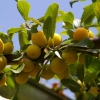 Saison des mirabelles