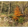 Couleurs d'automne