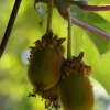 Kiwis