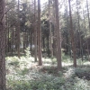 Forêt de sapins 1