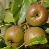 Les fruits du verger (2)