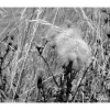 Linaigrette
