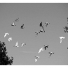 Pigeons voyageurs