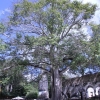 Arbol de ceiba plantado en 1905, Hacienda...