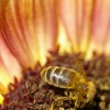 Du pollen plein les pattes