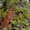 Lichen sur écorce