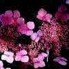 Hortensia