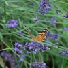 ”Même pour le simple envol d'un papillon tout...