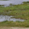 Bord de Loire
