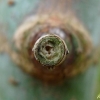 Le regard de l'arbre