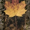 1 Feuille de platane