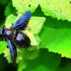 Xylocope violet
