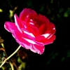 Rose de Villandry