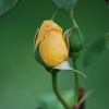 ”La richesse de la rose, c'est sa fragilité.”...