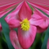 Coeur de bégonia