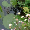 La Grenouille du Jardin des Plantes