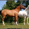 Fakir,cymba