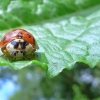 Coccinelle
