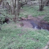 Rivière forestière