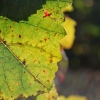 ”L'automne est une demeure d'or et de pluie.”...