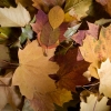 Quelques feuilles mortes